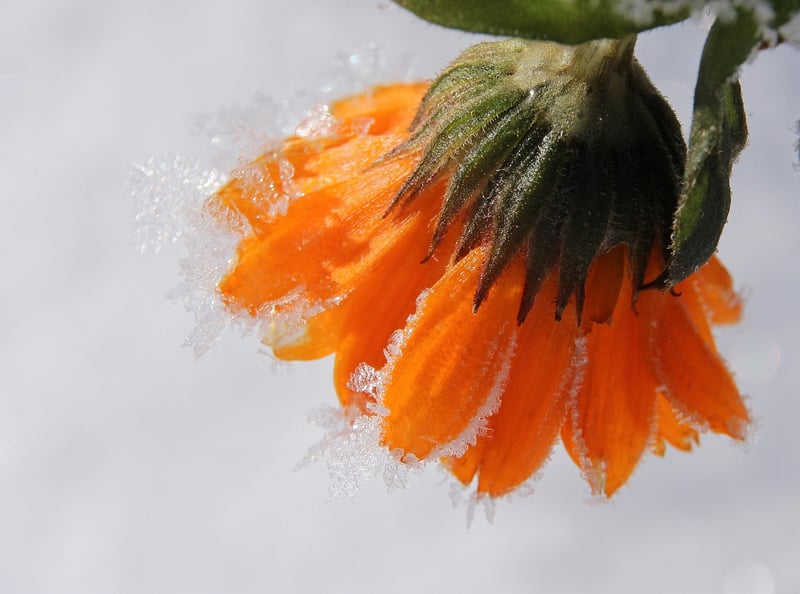 Marigold Flowers
